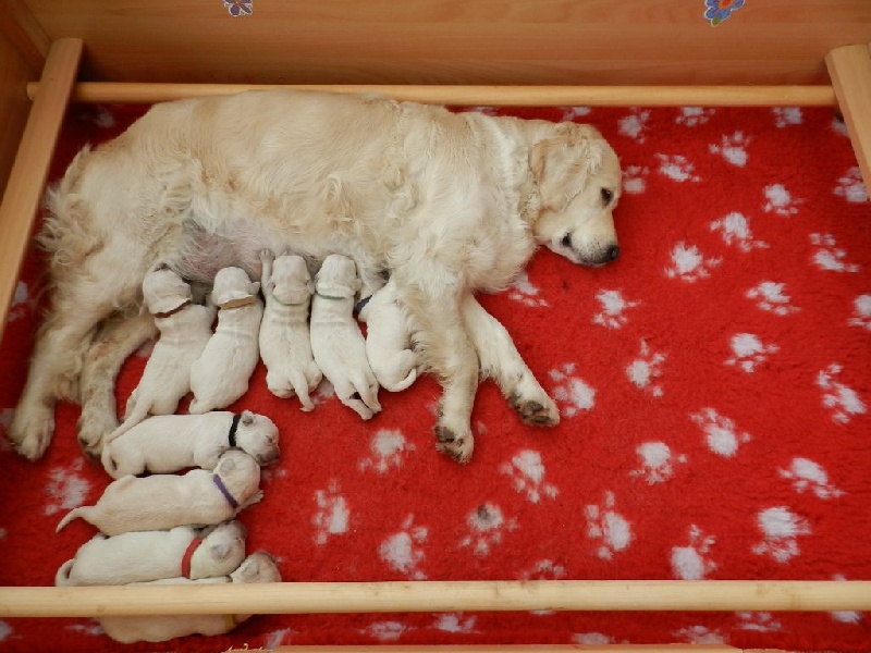 Des Etangs De Senercy - Golden Retriever - Portée née le 10/03/2014